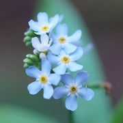 View Alpine Forget Me Not Mixed Seeds - Myosotis alpestris - Biennial Flower Seeds - Organic Seeds image 5