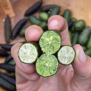View Finger Lime Seeds-Citrus Australasica image 6