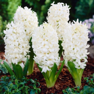 Mixed Color Hyacinth Seeds