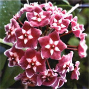 View Hoya Seeds - Stars falling from the sky✨ image 3