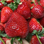 View Black Pearl Strawberry Seeds image 6