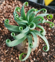 View Rare Spring Grass Spiral Succulents image 5
