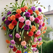 View Grand Bloom Spider Plant Seeds/Bulbs 💐 Nature's Hanging Masterpiece of Color & Grace image 1