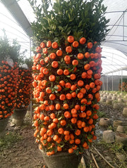 View 🍊Red Tangerine Seeds-Sweet, Juicy, Abundant Harvests image 6