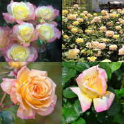 View Peaceful Roses - The Messenger of Peace image 1