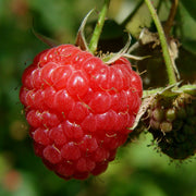 View 🍓Red Raspberry Seeds image 1