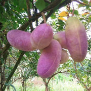 View Stauntonia Latifolia Seeds-Organic Food image 5