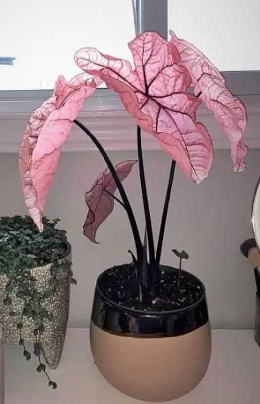 Pink Princess Beauty - Rare