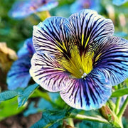 View Velvet Trumpet Flower Seeds-Blue image 3