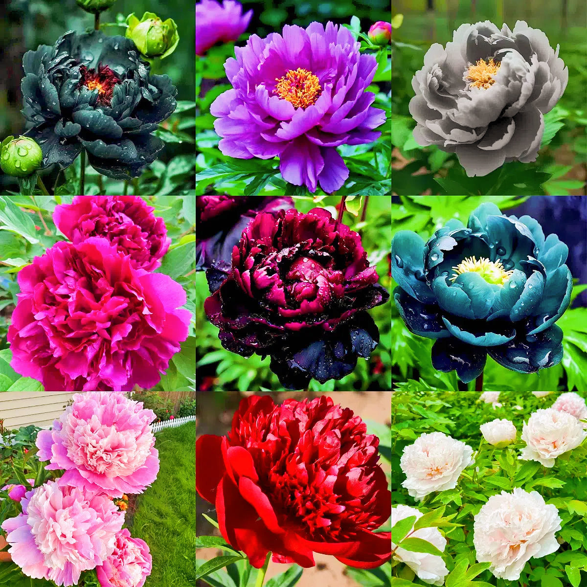 🌺PEONY FLOWER SEEDS