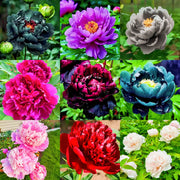 View 🌺PEONY FLOWER SEEDS image 1