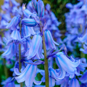 View Spanish Bluebells Flower Seeds image 1