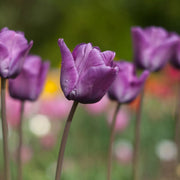 View Bleu Aimable Tulip Seeds image 4