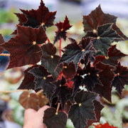 View Black Swan Begonia image 3