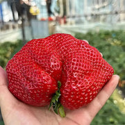 View 🍓Super Giant Strawberry Seeds – Grow Juicy, Extra-Large Strawberries! image 5