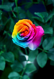 View Rainbow Rose Seeds image 3
