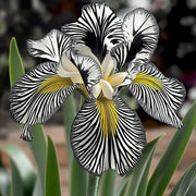 View 💐Zebra Stripes Iris (Iris Germanica) – A Bold, Striped Beauty image 4