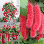 View Acalypha hispida - Red Hot Cattail Seeds image 2
