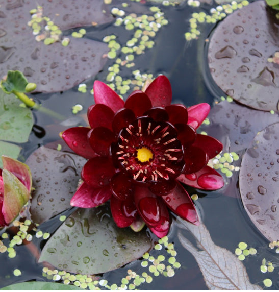 🌸[7 days germination]Last Day Sale - 50% OFF💐The Sacred Bonsai Bowl Lotus Flower