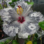 View Beautiful Cosmic Dancer Hibiscus image 5