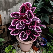 View Potted Alocasia Bulbs 🍃 image 5