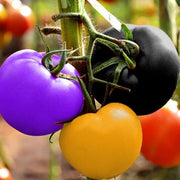 View Rainbow Tomato Seeds (100 Seeds) image 4