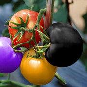 View Rainbow Tomato Seeds (100 Seeds) image 5