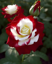 View Twin rose seeds (high quality version) image 4