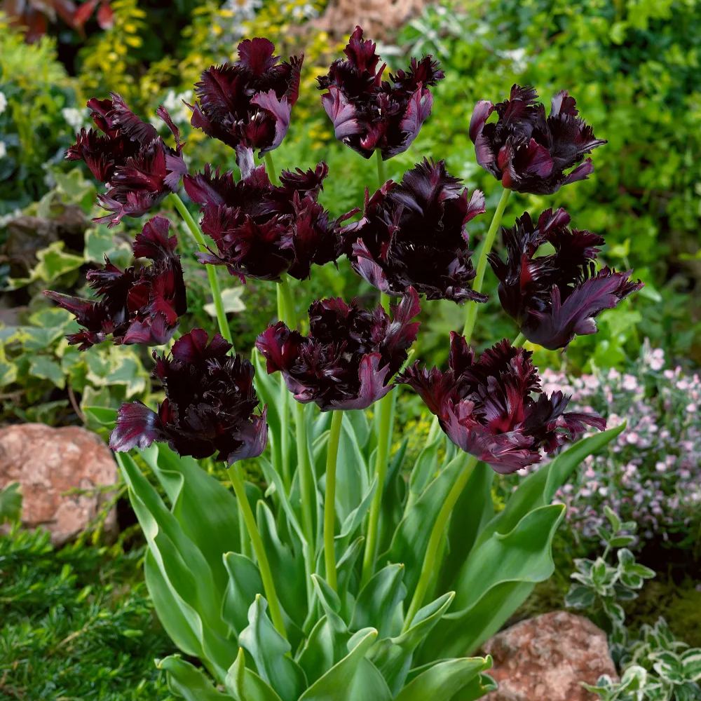 Black Parrot Tulip Seeds