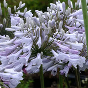 View Agapanthus africanus 'Windsor Grey' image 5