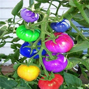 View Rainbow Tomato Seeds (100 Seeds) image 6
