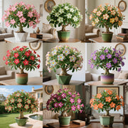View Rainbow Desert Rose - Cold and Heat resistant, Easy to survive image 1