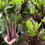 View Beetroot Under The Snow Seeds image 2