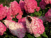 View Strawberry Sundae Hydrangea image 2