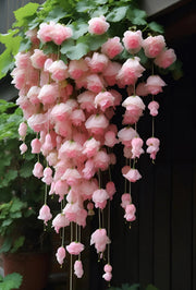 View Weeping Begonia flower Seeds image 3