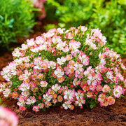 View Alpin-Rose image 5