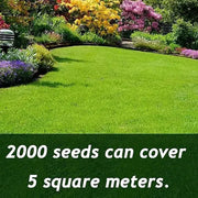View 7 Days Germination🌱 Evergreen dwarf grass seed for four seasons🌾 image 2