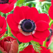View Red Anemone Seeds image 1