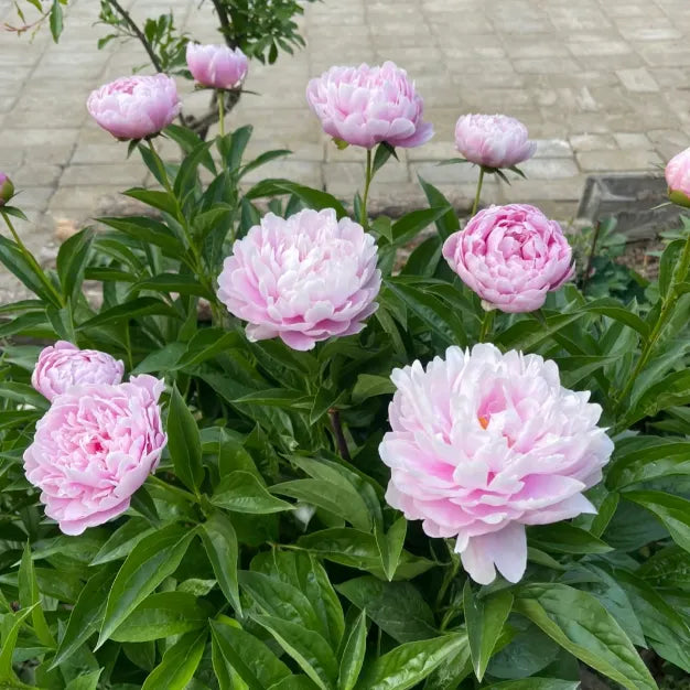 🌺PEONY FLOWER SEEDS