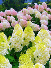 View 🌺Panicle Hydrangea Seeds image 5