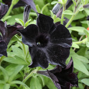View Black Petunia Seeds image 4