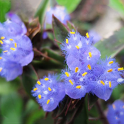 View Cyanotis-Purple Blue Perennial Plants Flowers image 4