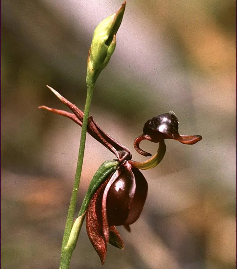 Flying Duck Orchid Seeds – Grow Your Own Rare and Unique Purple Duck Orchids! 🌿🦆