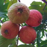 View Guava Seeds--The Beauty Of Winter❄️ image 6