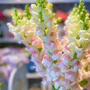 View 🌸APPLE BLOSSOM SNAPDRAGON Flower Seeds-Extremely romantic flowers💕 image 3