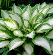 View Mix Rare Hosta Flower Seeds image 5