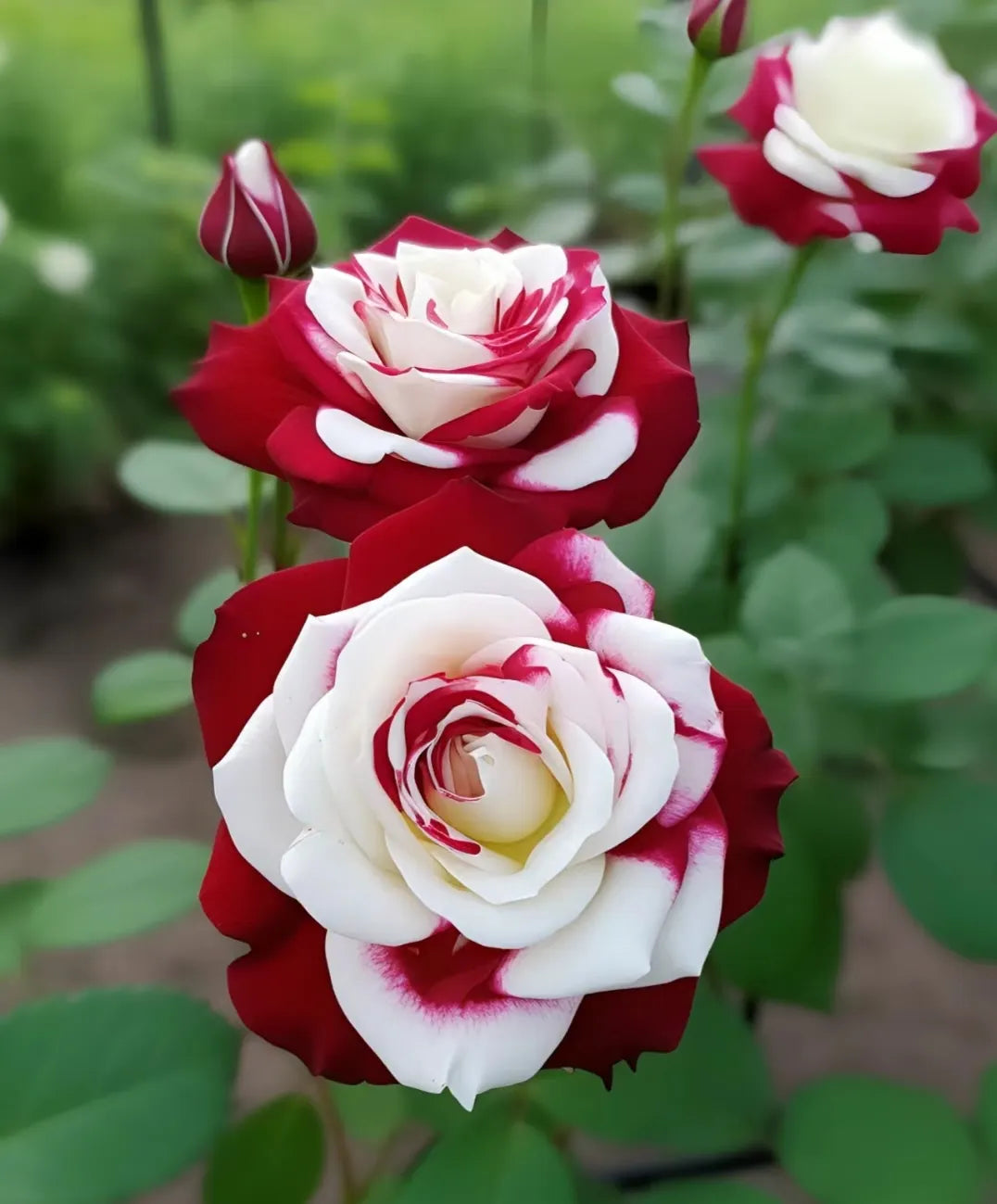 Rare Twin Roses-Sunset Glow