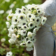 View De Caen White Anemone Seeds image 3
