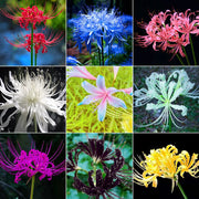 View Spider Lily Bulbs-Multicolor🌈 image 1