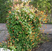 View Firecracker Vine Ipomoea Lobata Seeds image 6